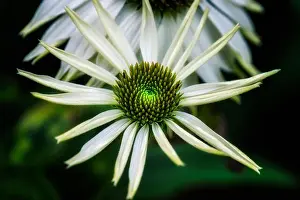 Pharmaceutics Prints: Nature surrealistic outdoor floral macro of a wide open white green coneflower/echinacea blossom on natural blurred