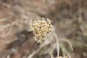 Spiky Prints: Nature's Dried Artistry: A Close-Up of Desert Flora