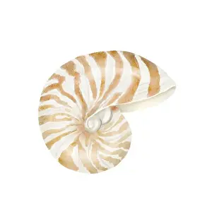 Cockleshell Prints: Nautilus clam shell. Digital watercolor illustration