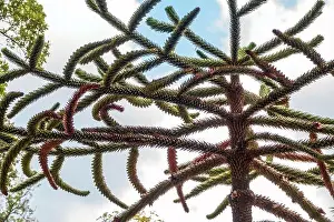 Coniferous Tree Prints: Needles of evergreen tree Araucaria araucana