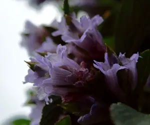 Branches Prints: neelakurinji flowers (strobilanthes kunthiana) at bryant park
