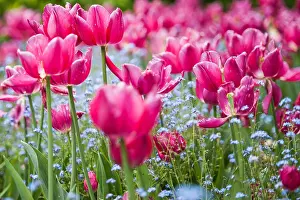 Buds Prints: Nelke Carnation blume rot Flora bloom blüte flower, Blume, Flower