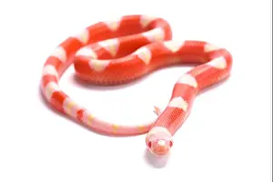 Lampropeltis Prints: Nelson's milksnake, Lampropeltis triangulum nelsoni, albino