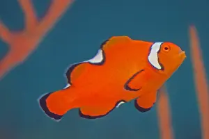 Clown Fish Prints: Nemo fish