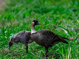 Kauai Prints: Do the NeNe!