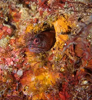 Coastal Waters Prints: Neoclinus bryope - Bryopectin blenny