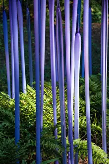 Violet Prints: 'Neodymium Reeds' colored glass sculpture by Dale Chihuly at Atlanta Botanical Garden's 'Chihuly