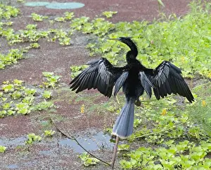 Breeding Plumage Prints: Neotropic Cormorant (Phalacrocorax brasilianus) drying wings, Texas