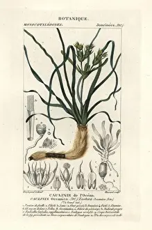Nature Study Prints: Neptune grass or Mediterranean tapeweed