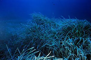 Neptune Prints: Neptune Grass or Mediterranean tapeweed Posidonia oceanica