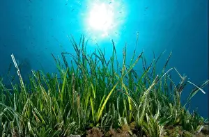 Seagrass Prints: Neptune Grass (Posidonia oceanica), Mediterranean Sea, Giglio, Tuscany, Italy
