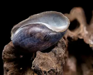 Odesa Oblast Prints: Nerite Snail Shell on Driftwood