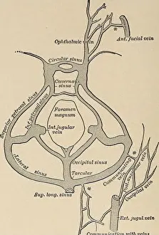 Nervous and mental diseases. blood-current of this duralchannel