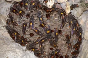 Stinger Prints: Nest of Lesser banded hornet (Vespa affinis)