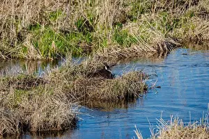 Goslings Prints: Nesting geese on the St. Lawrence River