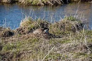 Goslings Prints: Nesting geese on the St. Lawrence River