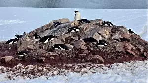 Aspiration Prints: Nesting Penguins in Antarctica