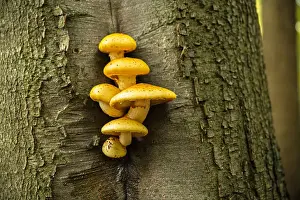 Toadstool Prints: Netherlands, s-Graveland, Spanderswoud rural estate. Autumn. Fungi growing on beech tree