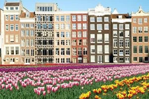 Flowers Collection: Netherlands tulips and facades of old houses in Amsterdam, Netherlands