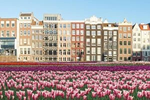Images Dated 3rd May 2016: Netherlands tulips and facades of old houses in Amsterdam, Netherlands