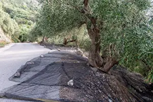 Nets Prints: Nets spread out at the base of olive trees to harvest the ripe olives