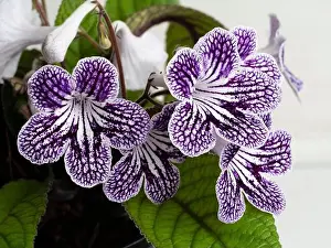 Netted purple and white markings on the summer flowers of the evergreen houseplant, Streptocarpus Polka Dot Purple