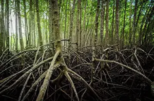 Mangrove Prints: Network of tangled mangrove roots in green swamp forest