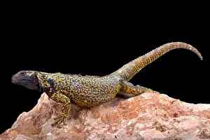 Viviparous Prints: Neuguen mountain lizard (Phymaturus dorsimaculatus)