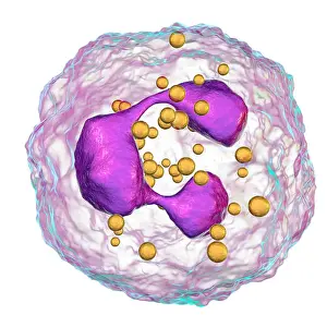 Nucleus Prints: Neutrophil white blood cells, computer illustration