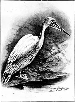Animal Kingdom Prints: The new book of birds : an album of natural history