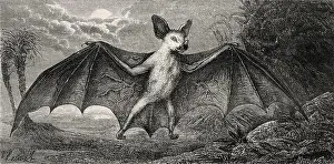 Art And Craft Prints: New Caledonia Flying Fox. Pteropus vetulus