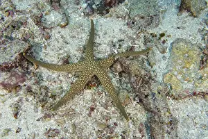 Sea Stars Prints: New Caledonia starfish, yellow net starfish (Nardoa novaecaledoniae)