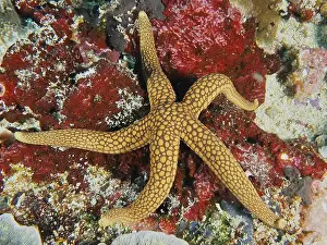 Floors Prints: New Caledonia starfish, yellow net starfish (Nardoa novaecaledoniae)