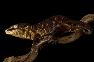 New Caledonian giant gecko Mt Koghis black (Rhacodactylus laechianus)