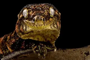 New Caledonian giant gecko Mt Koghis red bar (Rhacodactylus laechianus)