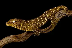 Sideview Prints: New Caledonian giant gecko Nuu Ami (Rhacodactylus laechianus)