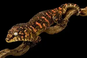 New Caledonian giant gecko red bar Grand Terre (Rhacodactylus laechianus)