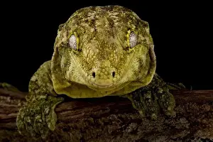 Cryptic Prints: The New Caledonian giant gecko (Rhacodactylus laechianus) is the biggest gecko species in the world