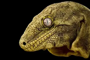 New Caledonia Prints: The New Caledonian giant gecko (Rhacodactylus laechianus) is the biggest gecko species in the world