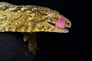 Island Endemic Prints: The New Caledonian giant gecko (Rhacodactylus leachianus) is considered the biggest gecko species alive today