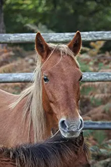 Pony Prints: New Forest ponies held in a pound during a drift beside Amberwood Inclosure New Forest National Park Hampshire England