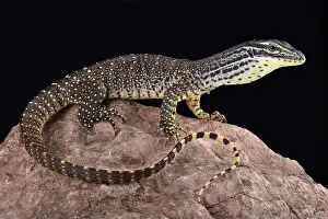 West Papua Prints: The New Guinea Argus monitor (Varanus panoptes horni) is a large omnivorous lizard species