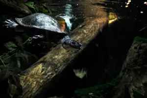 Necked Prints: A new guinea snake necked turtle chelodina novae guinaeae underwater