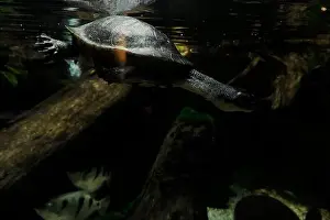 Necked Prints: A new guinea snake necked turtle chelodina novae guinaeae underwater