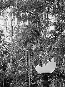 Bourbon Prints: New Orleans, LA USA - 05/08/2019 - Mardi Gras Beads in Tree with Street Lamp in B&W