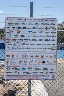 Sea Fish Prints: New South Wales Government Legal Bag And Size Limits For Saltwater Fish Species Poster On Display At Port Eden New
