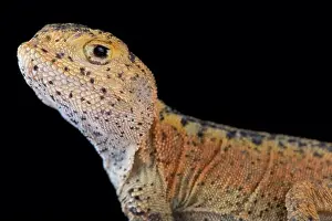 This is a new undescribed species of toad headed agama (Phrynocephalus) found in Xinjiang province China