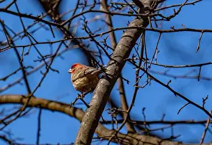 House Finch Prints: New York, NY - Feb 25, 2024: House finch in Central Park Ramble