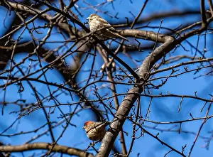 House Finch Prints: New York, NY - Feb 25, 2024: House finches, female and male