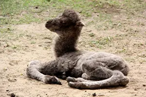 Oman Prints: newborn camel